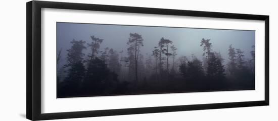 Trees Covered with Fog, Whidbey Island, Island County, Washington State, USA-null-Framed Photographic Print