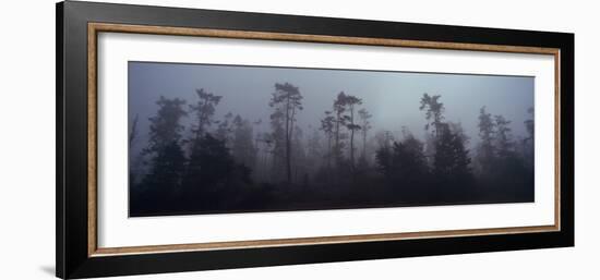 Trees Covered with Fog, Whidbey Island, Island County, Washington State, USA-null-Framed Photographic Print