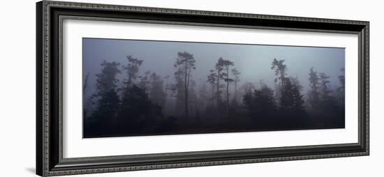 Trees Covered with Fog, Whidbey Island, Island County, Washington State, USA-null-Framed Photographic Print