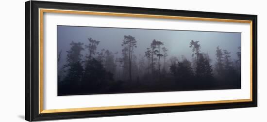 Trees Covered with Fog, Whidbey Island, Island County, Washington State, USA-null-Framed Photographic Print