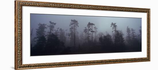 Trees Covered with Fog, Whidbey Island, Island County, Washington State, USA-null-Framed Photographic Print