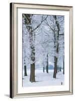 Trees Covered with Ice Crystals, Breda, North Brabant, the Netherlands (Holland), Europe-Mark Doherty-Framed Photographic Print