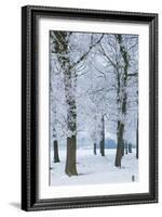 Trees Covered with Ice Crystals, Breda, North Brabant, the Netherlands (Holland), Europe-Mark Doherty-Framed Photographic Print