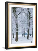 Trees Covered with Ice Crystals, Breda, North Brabant, the Netherlands (Holland), Europe-Mark Doherty-Framed Photographic Print