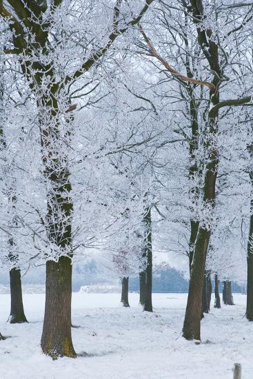 Trees Covered With Ice Crystals Breda North Brabant The Netherlands Holland Europe Photographic Print Mark Doherty Art Com Trees Covered With Ice Crystals Breda North Brabant The Netherlands Holland Europe Photographic Print Mark Doherty Art Com