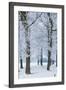 Trees Covered with Ice Crystals, Breda, North Brabant, the Netherlands (Holland), Europe-Mark Doherty-Framed Photographic Print