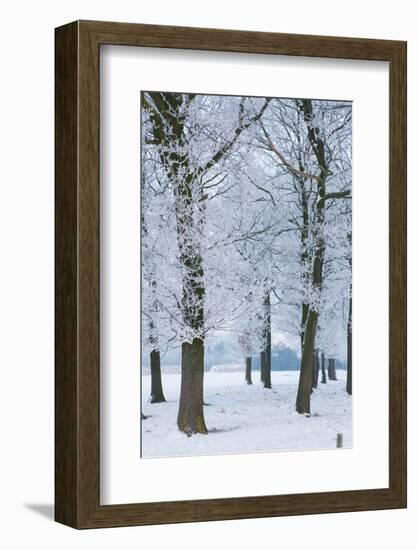 Trees Covered with Ice Crystals, Breda, North Brabant, the Netherlands (Holland), Europe-Mark Doherty-Framed Photographic Print