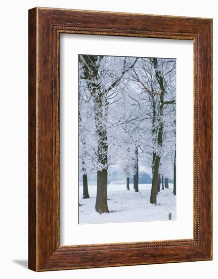 Trees Covered with Ice Crystals, Breda, North Brabant, the Netherlands (Holland), Europe-Mark Doherty-Framed Photographic Print