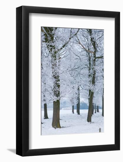 Trees Covered with Ice Crystals, Breda, North Brabant, the Netherlands (Holland), Europe-Mark Doherty-Framed Photographic Print