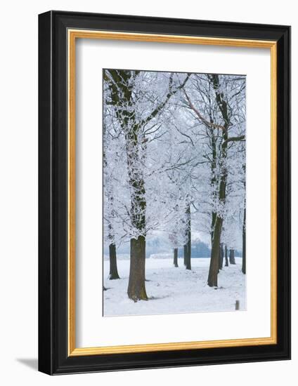 Trees Covered with Ice Crystals, Breda, North Brabant, the Netherlands (Holland), Europe-Mark Doherty-Framed Photographic Print