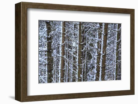 Trees Covered with Snow in the Woods after a Heavy Snowfall, Italy-Roberto Moiola-Framed Photographic Print