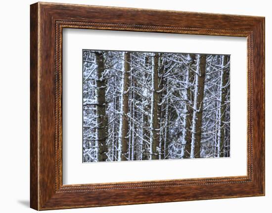 Trees Covered with Snow in the Woods after a Heavy Snowfall, Italy-Roberto Moiola-Framed Photographic Print