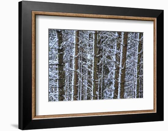 Trees Covered with Snow in the Woods after a Heavy Snowfall, Italy-Roberto Moiola-Framed Photographic Print