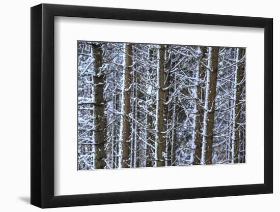 Trees Covered with Snow in the Woods after a Heavy Snowfall, Italy-Roberto Moiola-Framed Photographic Print