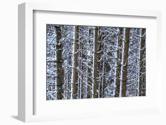 Trees Covered with Snow in the Woods after a Heavy Snowfall, Italy-Roberto Moiola-Framed Photographic Print