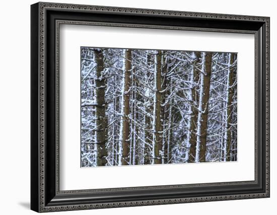 Trees Covered with Snow in the Woods after a Heavy Snowfall, Italy-Roberto Moiola-Framed Photographic Print