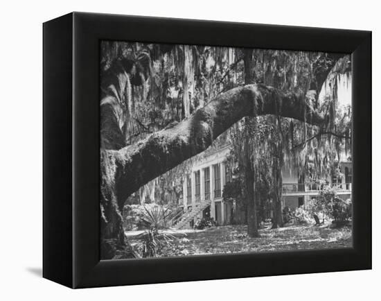 Trees Covered with Spanish Moss Standing in Front of Large Plantation House-null-Framed Premier Image Canvas