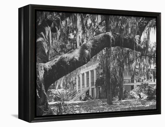 Trees Covered with Spanish Moss Standing in Front of Large Plantation House-null-Framed Premier Image Canvas