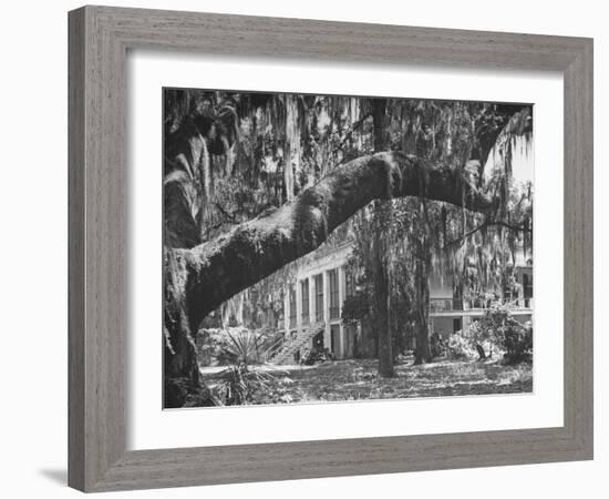 Trees Covered with Spanish Moss Standing in Front of Large Plantation House-null-Framed Photographic Print