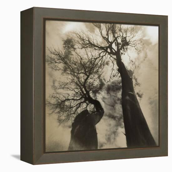 Trees, Discovery Park-Kevin Cruff-Framed Premier Image Canvas