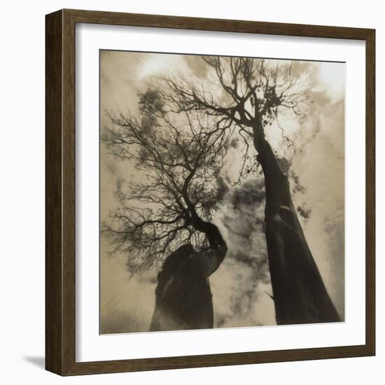 Trees, Discovery Park-Kevin Cruff-Framed Photographic Print