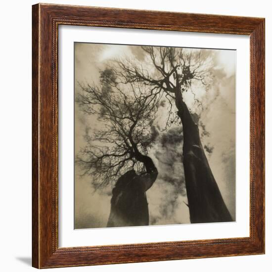 Trees, Discovery Park-Kevin Cruff-Framed Photographic Print