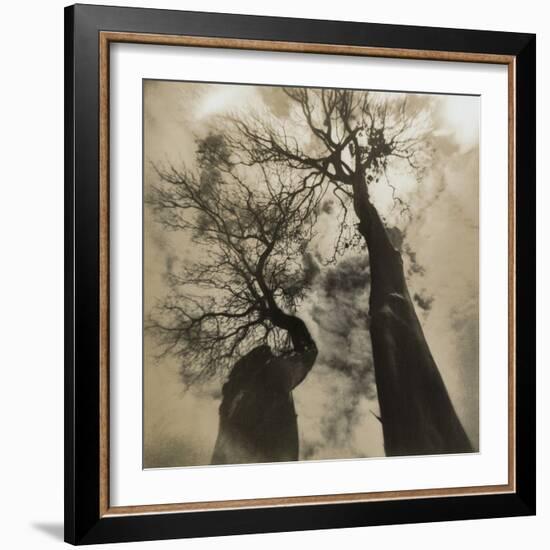 Trees, Discovery Park-Kevin Cruff-Framed Photographic Print