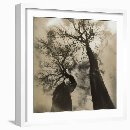 Trees, Discovery Park-Kevin Cruff-Framed Photographic Print