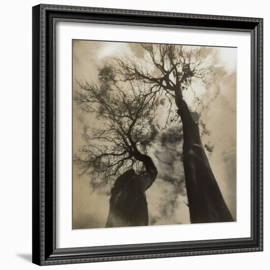 Trees, Discovery Park-Kevin Cruff-Framed Photographic Print