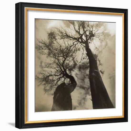 Trees, Discovery Park-Kevin Cruff-Framed Photographic Print