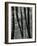 Trees, Europe, c. 1970-Brett Weston-Framed Photographic Print