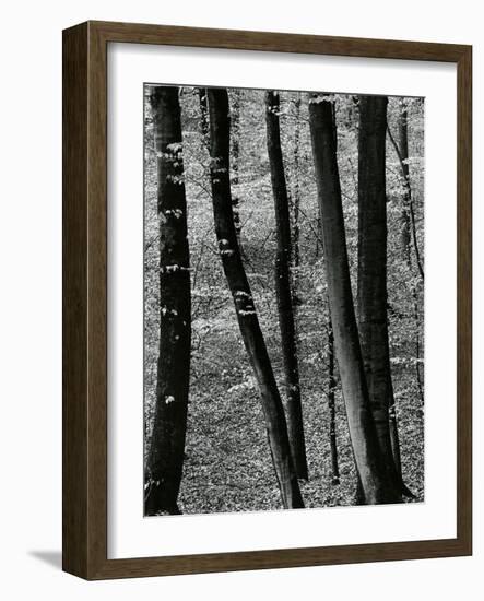 Trees, Europe, c. 1970-Brett Weston-Framed Photographic Print