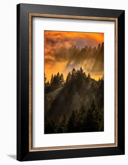 Trees, Fog and Light Beam Design, Mount Tam, San Francisco-Vincent James-Framed Photographic Print