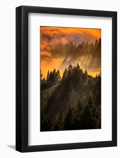 Trees, Fog and Light Beam Design, Mount Tam, San Francisco-Vincent James-Framed Photographic Print