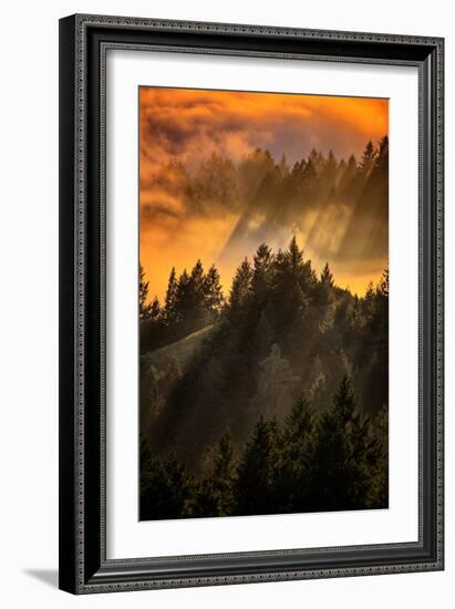 Trees, Fog and Light Beam Design, Mount Tam, San Francisco-Vincent James-Framed Photographic Print