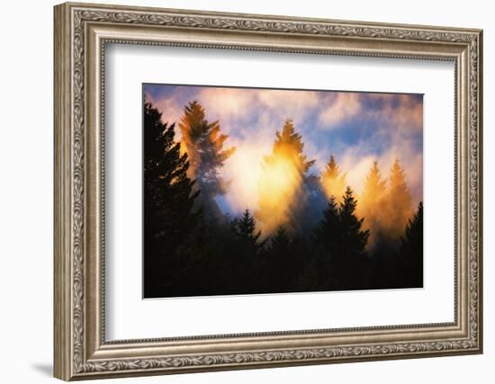Trees, Fog and Sunset Light Mix, Peaceful Nature, San Francisco-Vincent James-Framed Photographic Print