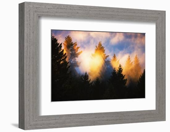 Trees, Fog and Sunset Light Mix, Peaceful Nature, San Francisco-Vincent James-Framed Photographic Print