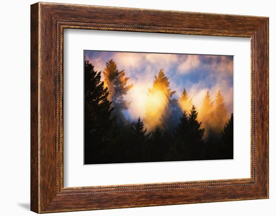 Trees, Fog and Sunset Light Mix, Peaceful Nature, San Francisco-Vincent James-Framed Photographic Print