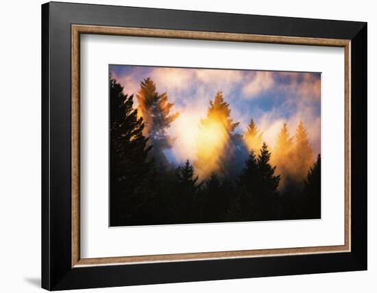 Trees, Fog and Sunset Light Mix, Peaceful Nature, San Francisco-Vincent James-Framed Photographic Print