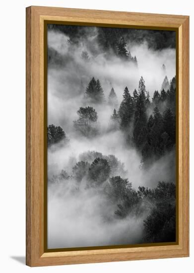 Trees Fog & Mist at Sandy River Black White Landscape Oregon-Vincent James-Framed Premier Image Canvas