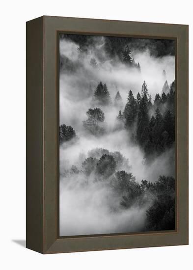 Trees Fog & Mist at Sandy River Black White Landscape Oregon-Vincent James-Framed Premier Image Canvas