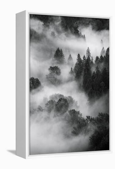 Trees Fog & Mist at Sandy River Black White Landscape Oregon-Vincent James-Framed Premier Image Canvas