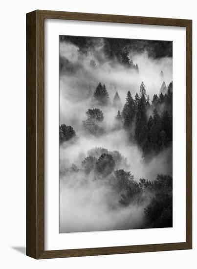 Trees Fog & Mist at Sandy River Black White Landscape Oregon-Vincent James-Framed Photographic Print