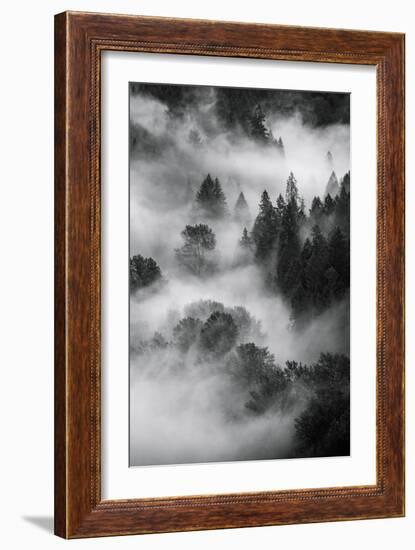 Trees Fog & Mist at Sandy River Black White Landscape Oregon-Vincent James-Framed Photographic Print