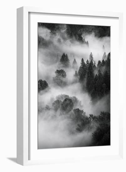 Trees Fog & Mist at Sandy River Black White Landscape Oregon-Vincent James-Framed Photographic Print