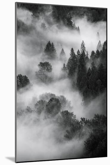 Trees Fog & Mist at Sandy River Black White Landscape Oregon-Vincent James-Mounted Photographic Print