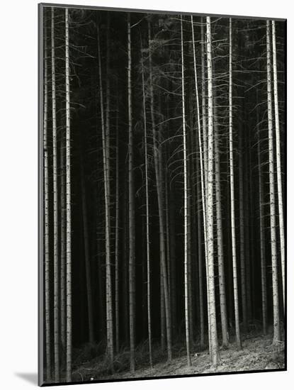 Trees, Germany, 1971-Brett Weston-Mounted Premium Photographic Print