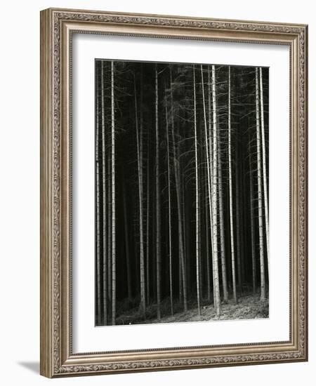 Trees, Germany, 1971-Brett Weston-Framed Photographic Print