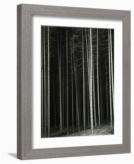 Trees, Germany, 1971-Brett Weston-Framed Photographic Print