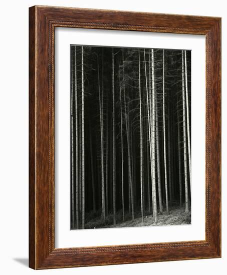 Trees, Germany, 1971-Brett Weston-Framed Photographic Print